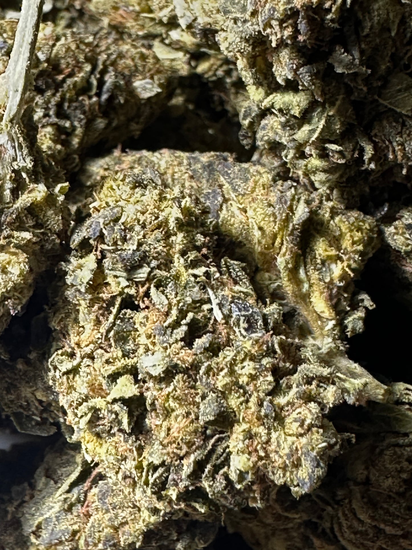 Cape Fear Kush